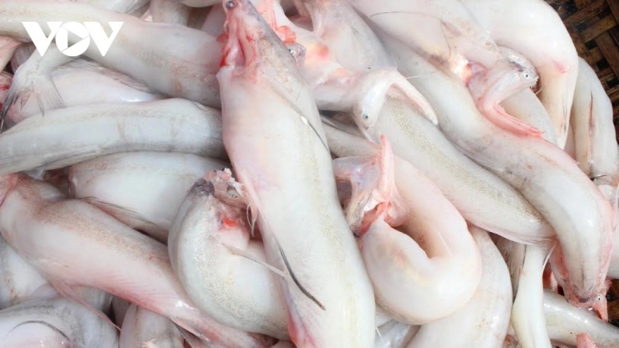 Giá lên tới cả triệu đồng/kg, loại cá thân mềm nhũn vẫn “cháy hàng”